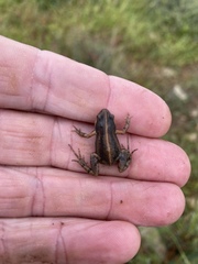 Cacosternum australis