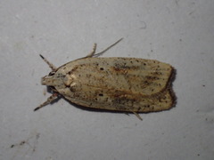 Agonopterix nervosa