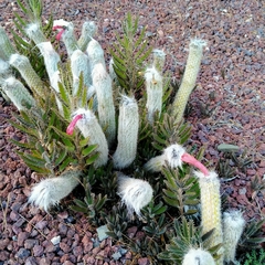 Oreocereus