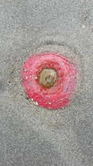 Urticina clandestina
