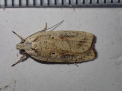 Agonopterix nervosa
