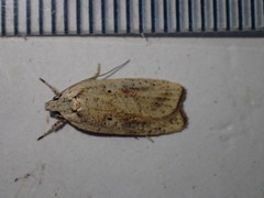 Agonopterix nervosa