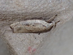 Agonopterix nervosa