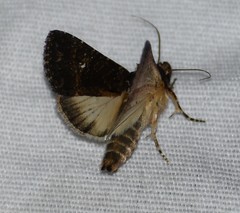 Condica albigera