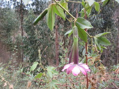Passiflora tripartita mollissima