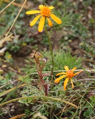 Jacobaea abrotanifolia