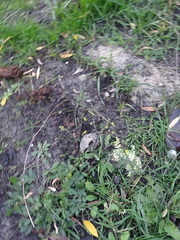 Potentilla approximata