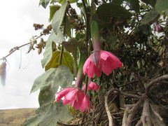 Passiflora tripartita mollissima