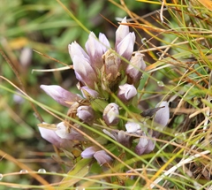 Gentianella anisodonta