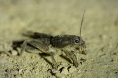 Neoscapteriscus didactylus