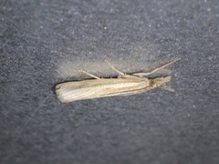Agriphila selasella