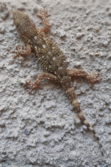 Tarentola mauritanica