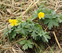 Ranunculus breyninus