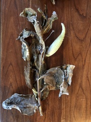 Asclepias syriaca