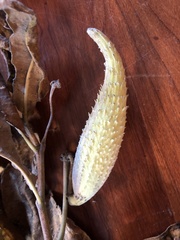 Asclepias syriaca