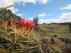 Oroya peruviana