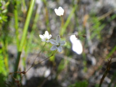 Pharnaceum elongatum