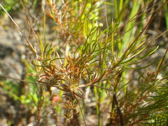 Pharnaceum elongatum