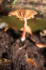 Tubaria confragosa