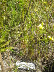 Pharnaceum elongatum