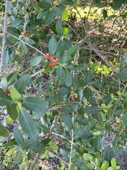 Ilex vomitoria
