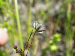 Pharnaceum elongatum