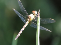 Erythrodiplax umbrata