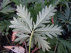 Potentilla approximata