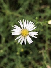 Symphyotrichum pilosum pilosum