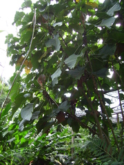 Macaranga grandifolia