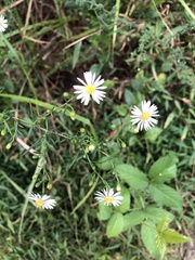 Symphyotrichum pilosum pilosum