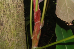 Macaranga grandifolia