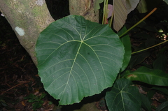 Macaranga grandifolia