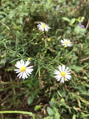 Symphyotrichum pilosum pilosum