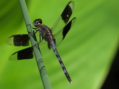 Erythrodiplax umbrata