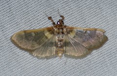 Apilocrocis brumalis