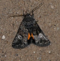 Copanarta aurea