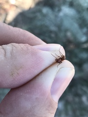 Polyergus montivagus