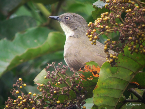 Pale-throated Greenbul