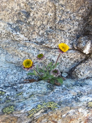 Erigeron aureus