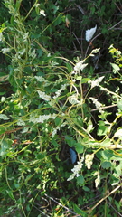 Fallopia baldschuanica