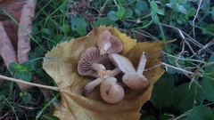 Hebeloma sacchariolens