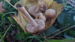 Hebeloma sacchariolens