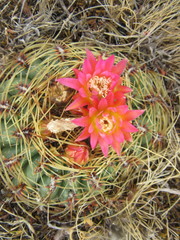 Oroya peruviana