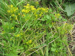 Rorippa prolifera