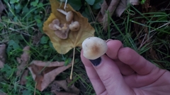 Hebeloma sacchariolens