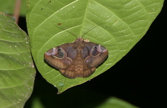 Ommatophora luminosa