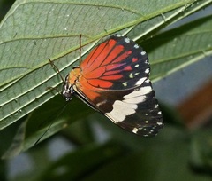 Hamadryas amphinome amphinome