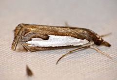 Classeya bicuspidalis