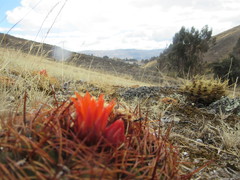Oroya peruviana